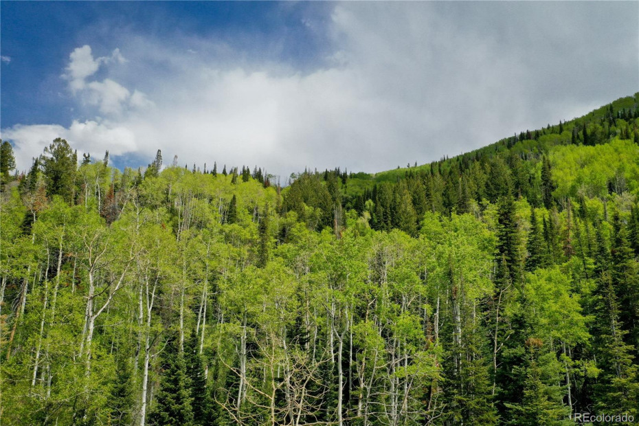 North half of the property, borders national forest for 1.5 miles and is covered in dense aspen and fir trees.  Home to the wildlife seeking safe haven.