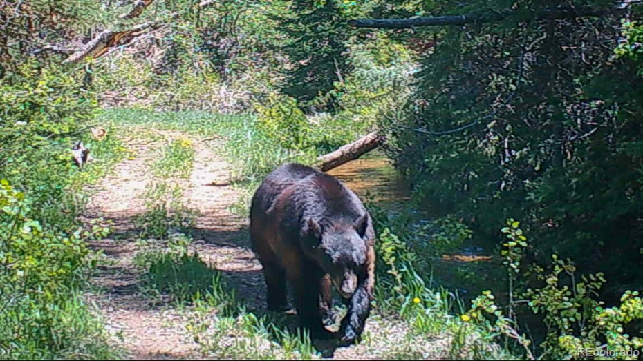 Black Bear on north of property
