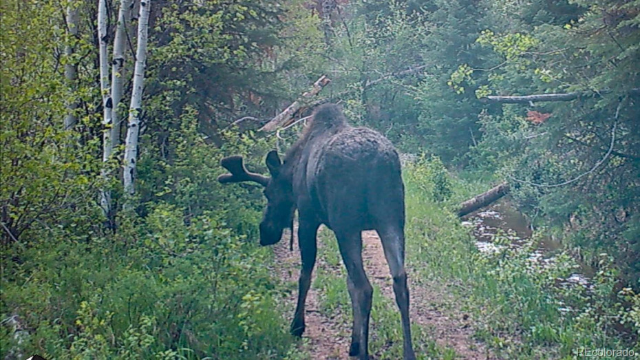 Bull Moose on north of property