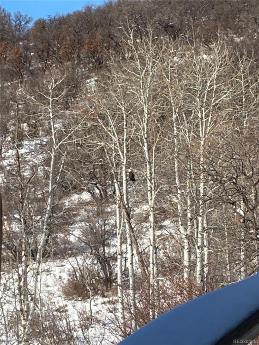 Bald Eagle just off the front deck.
