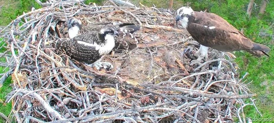 Osprey chicks in their nest