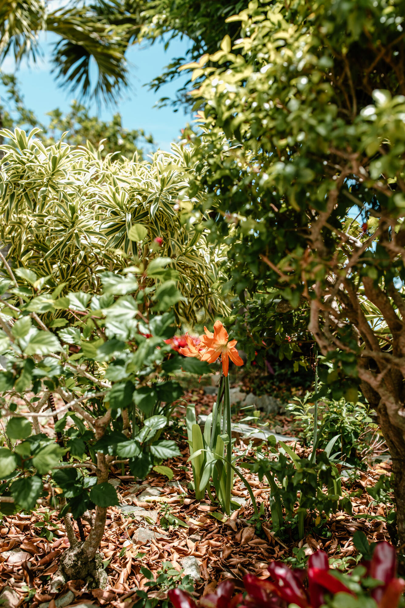 Image 63
