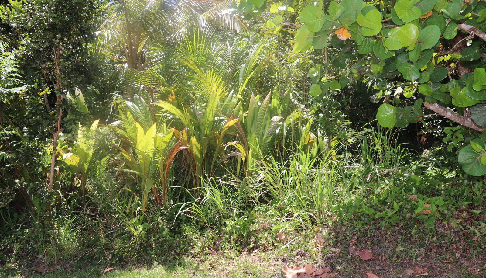 Image 42