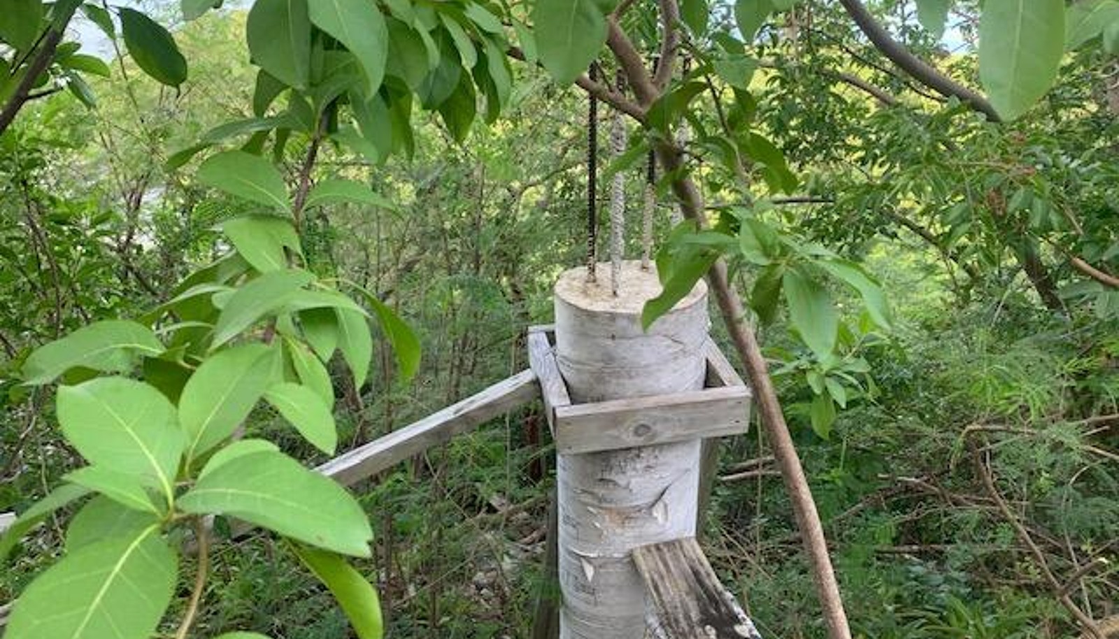 Image 5