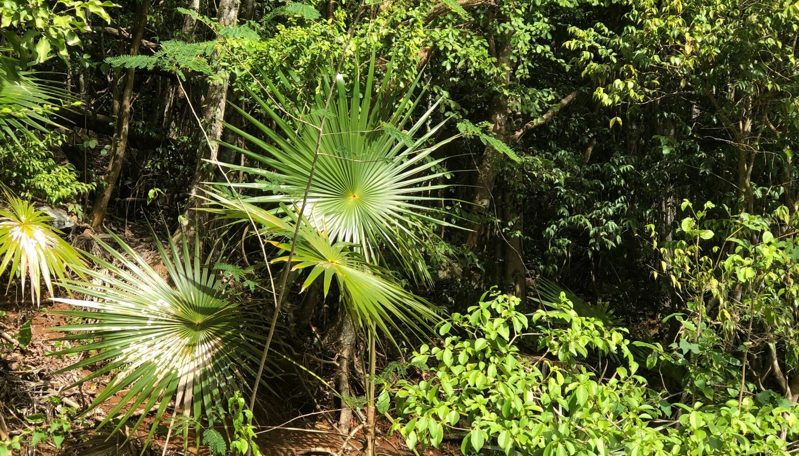 Image 6