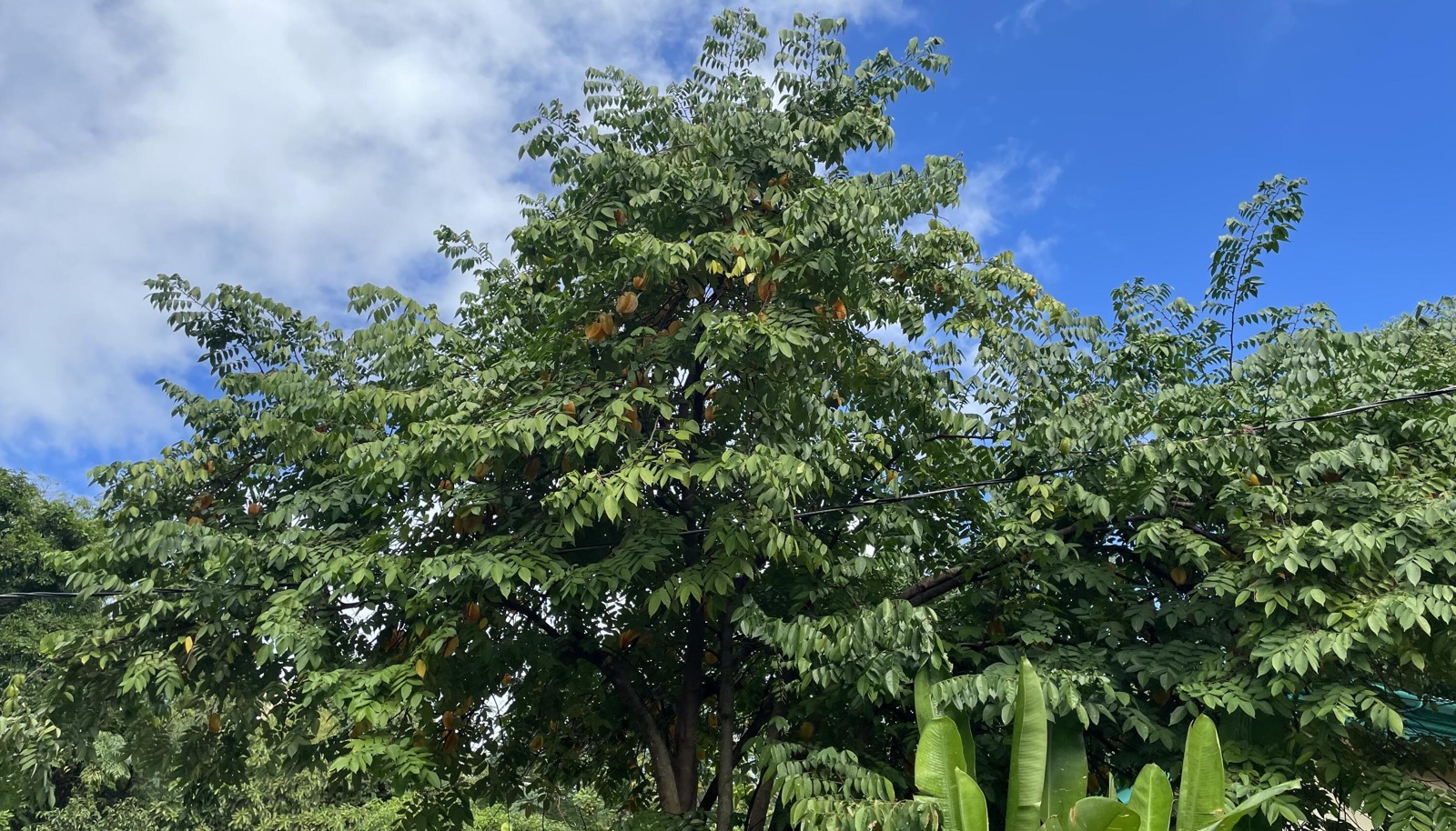 Image 13