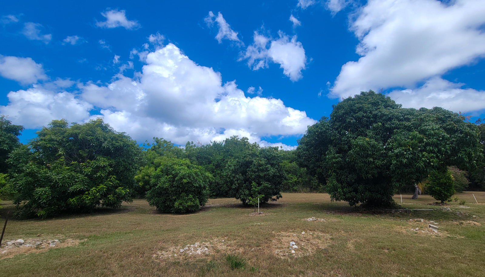 Image 36
