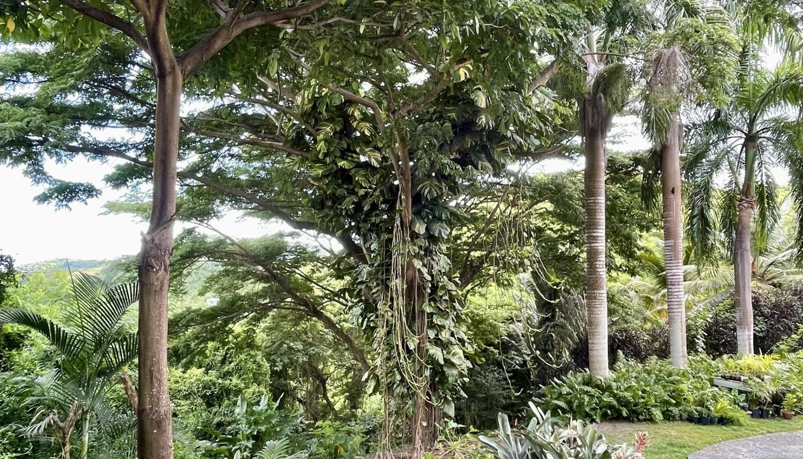 Image 15